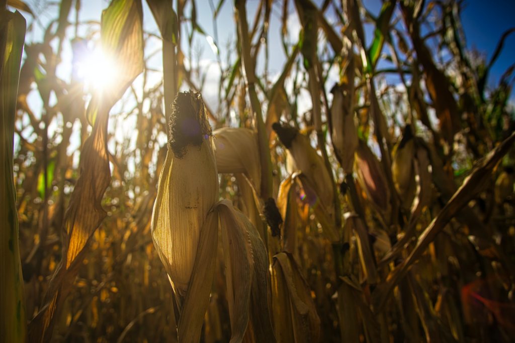 What Are Good Cornmeal Substitutes? 4