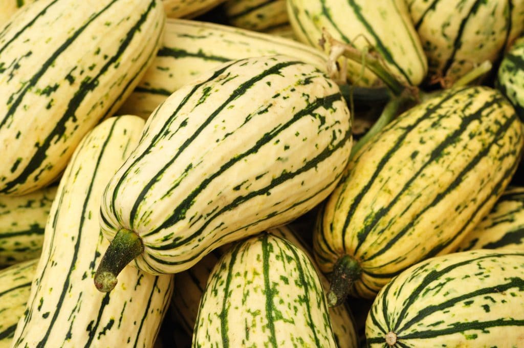Delicata squash