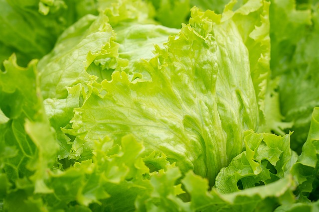 Iceberg Lettuce