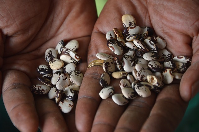 Foods That Start With L 24 Lima Beans