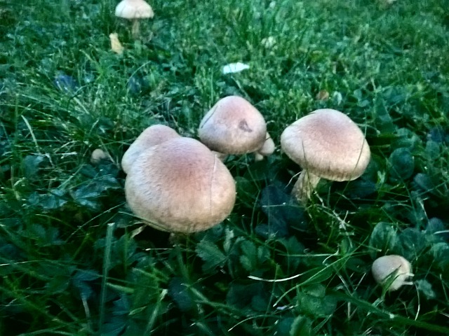 White Button Mushroom