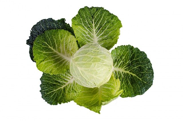 White Cabbage