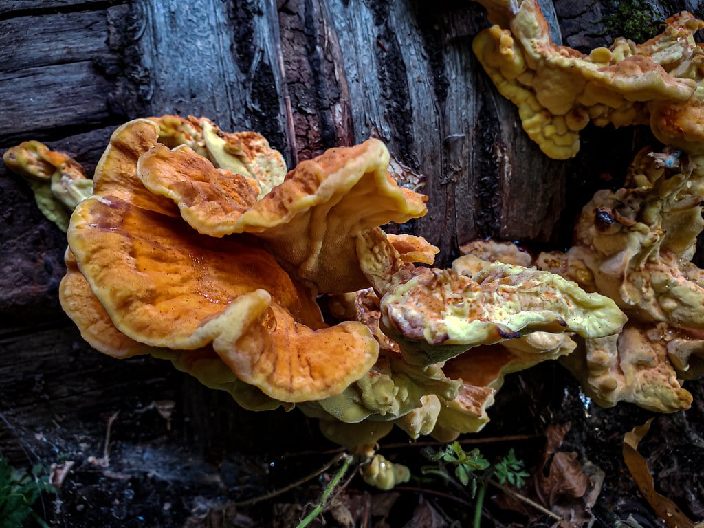 Fried Chicken Of The Woods