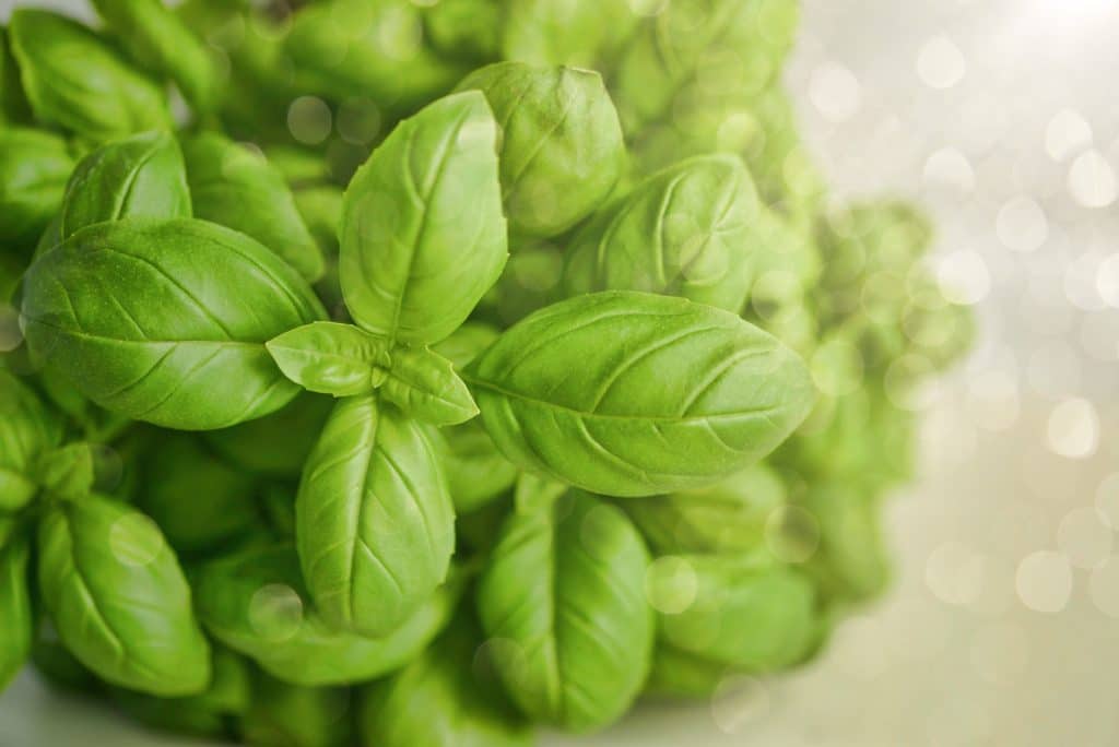 How To Keep Basil Fresh? 1