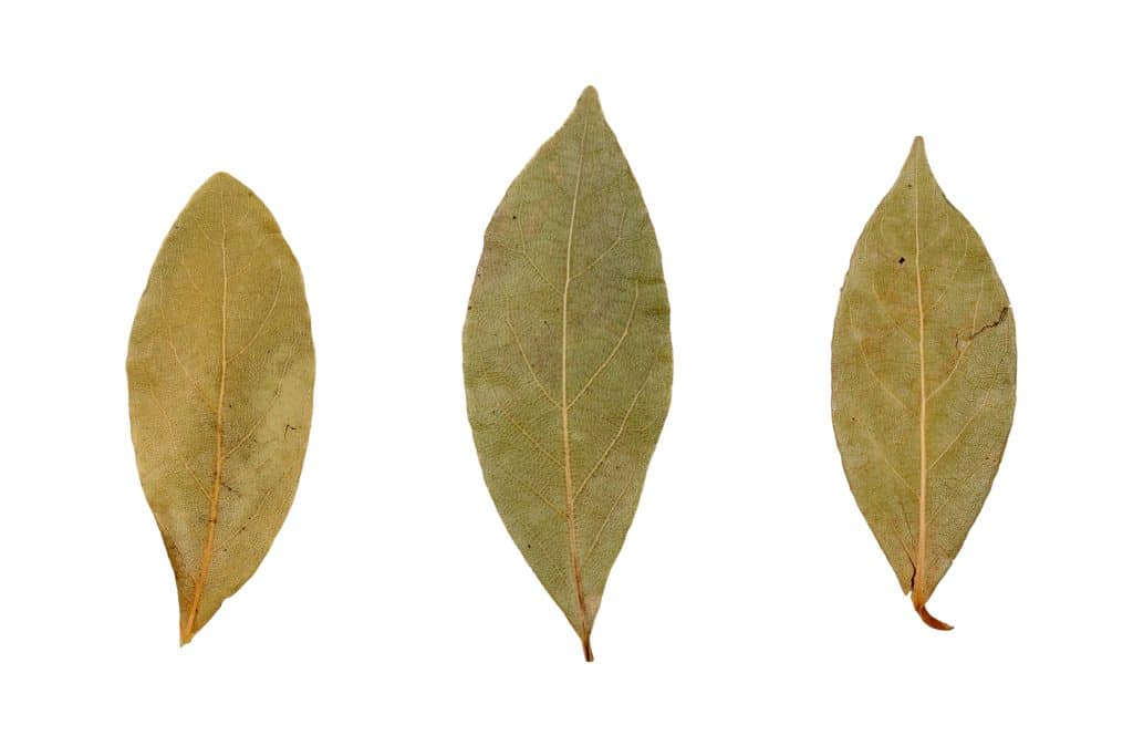 Do Bay Leaves Go Bad? 2