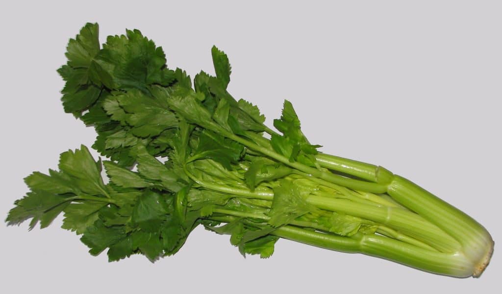 Best Way To Store Celery? 2