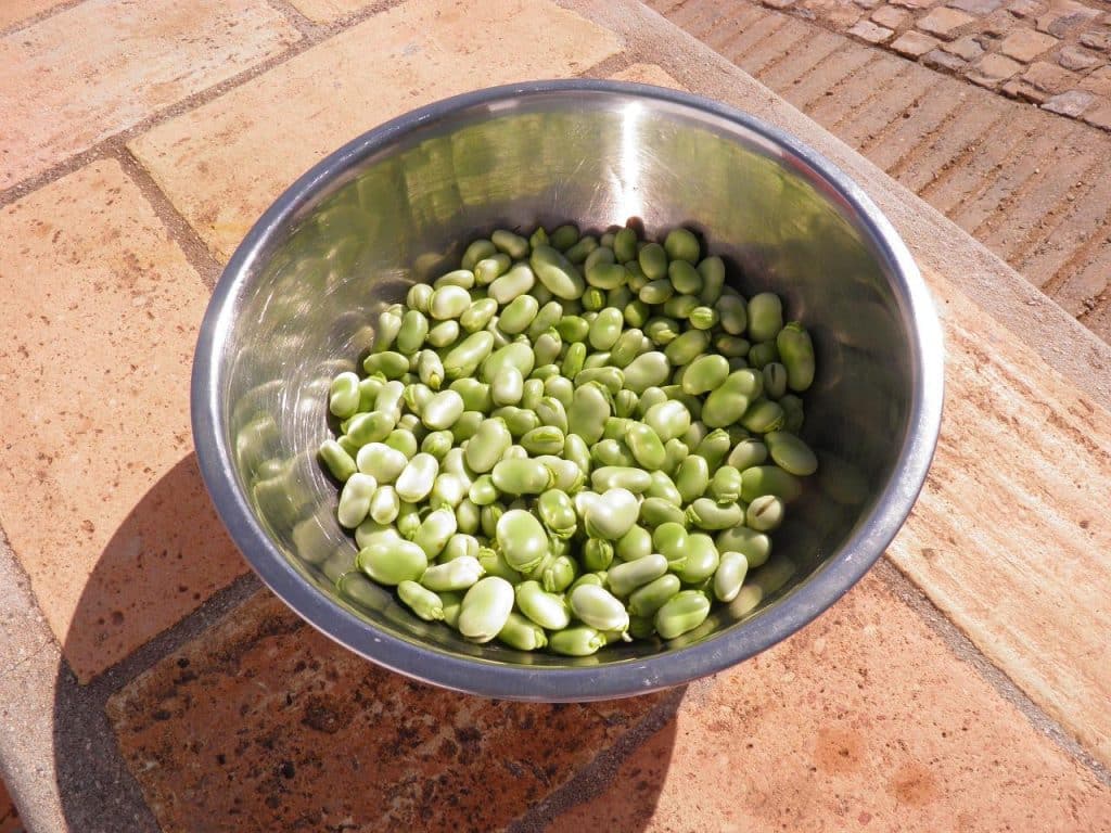 Canned Fava Beans