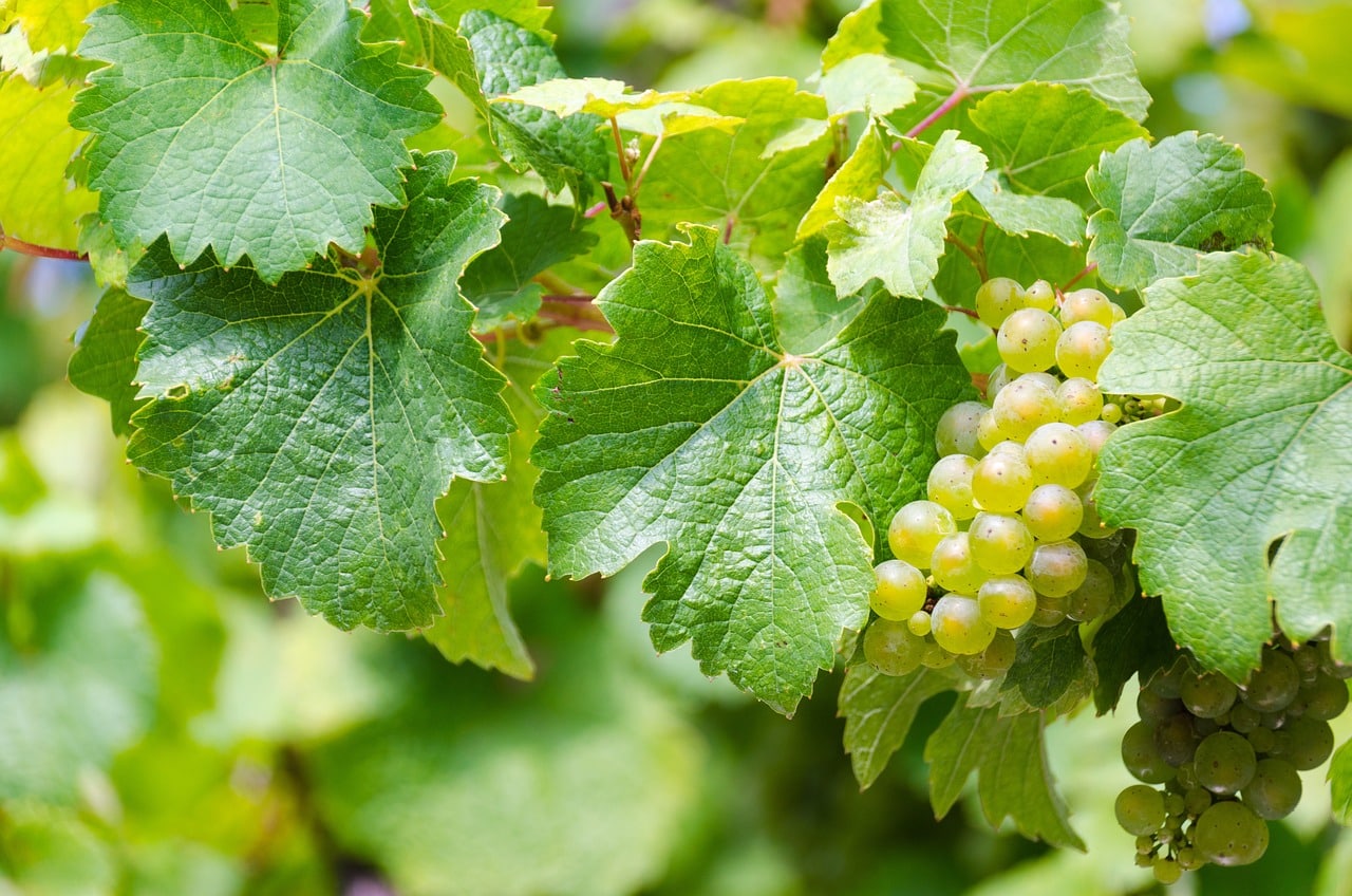 Canned Grape Leaves?