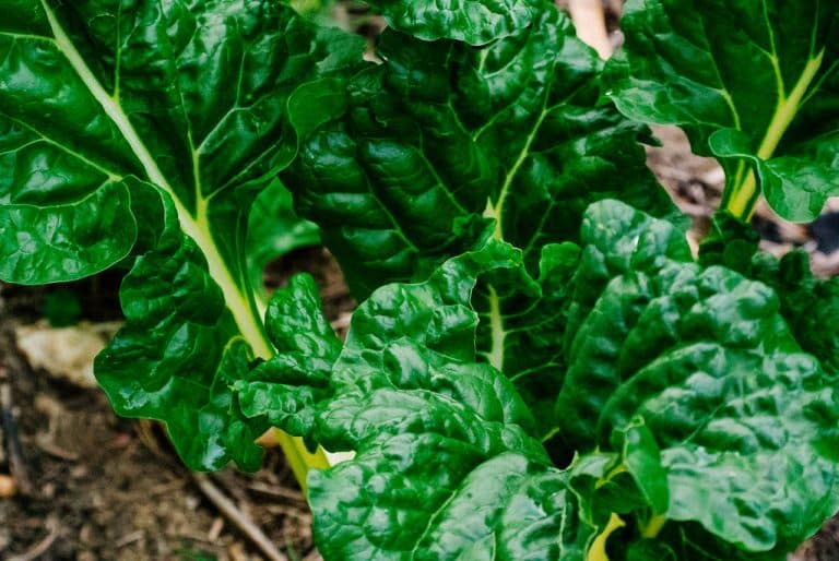 Is Canned Spinach Good For You?