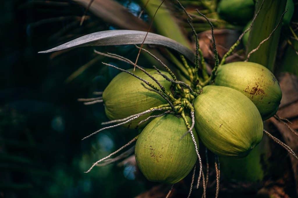 Coconut Water2