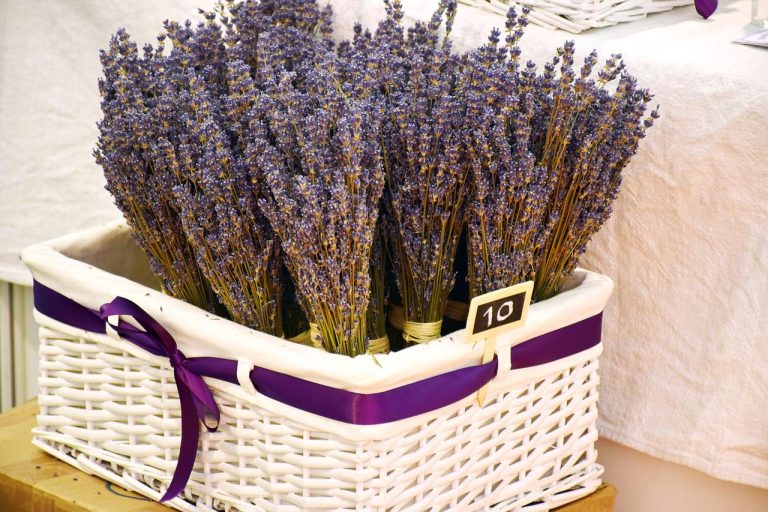 How Long Does Dried Lavender Last?