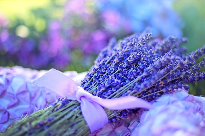 How Long Does Dried Lavender Last?