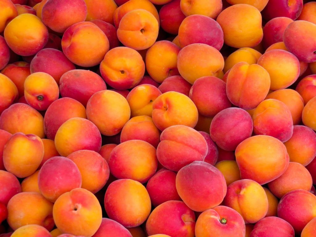 Nectarines2