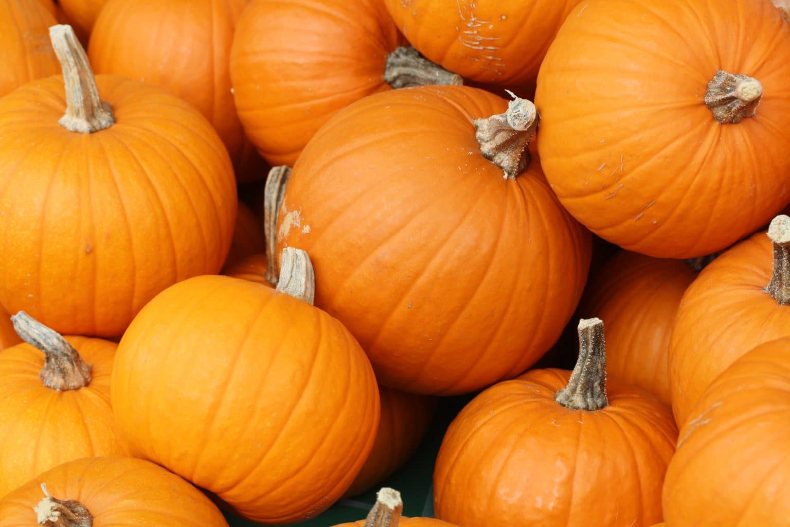 Can You Freeze Pumpkin Puree?