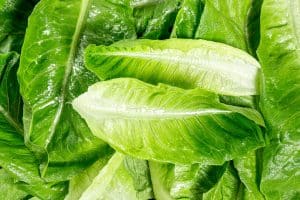 Roman lettuce?