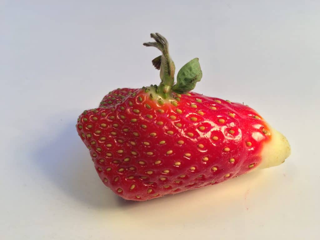 Strawberry Mold? 1
