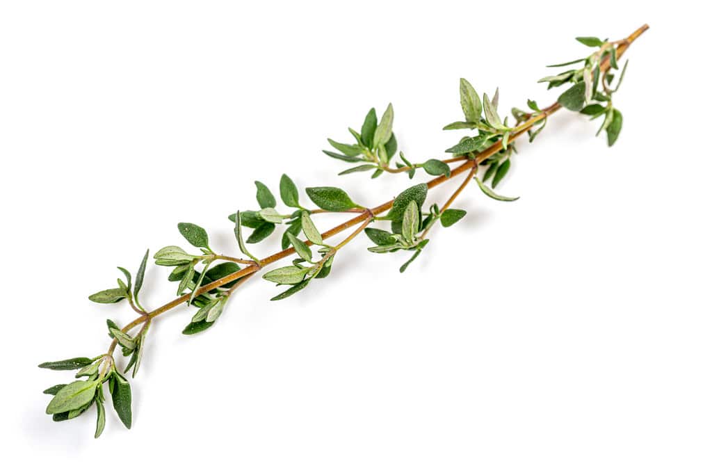 What Can Be Substituted For Thyme