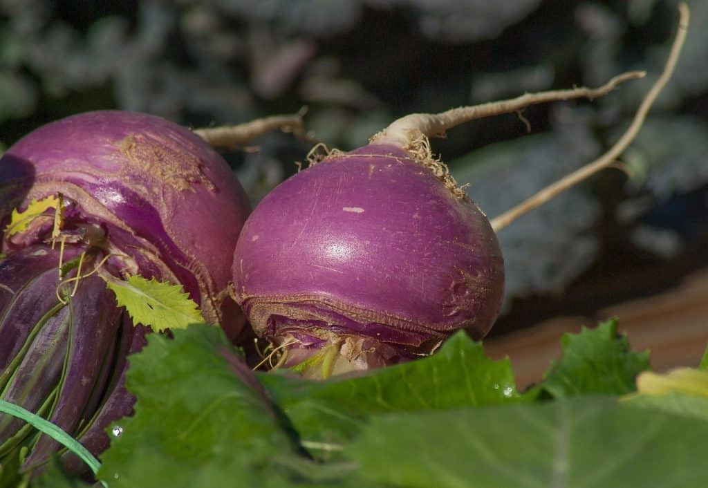 Turnips2