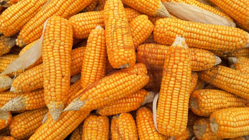 corn