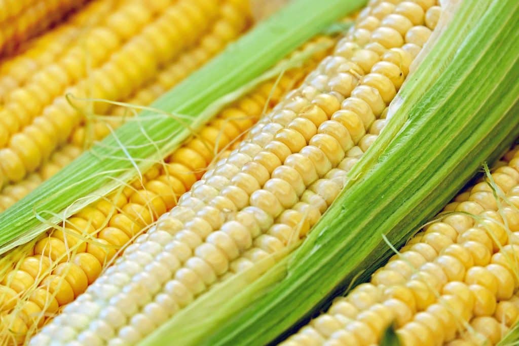 How Long Does Corn Last? 1