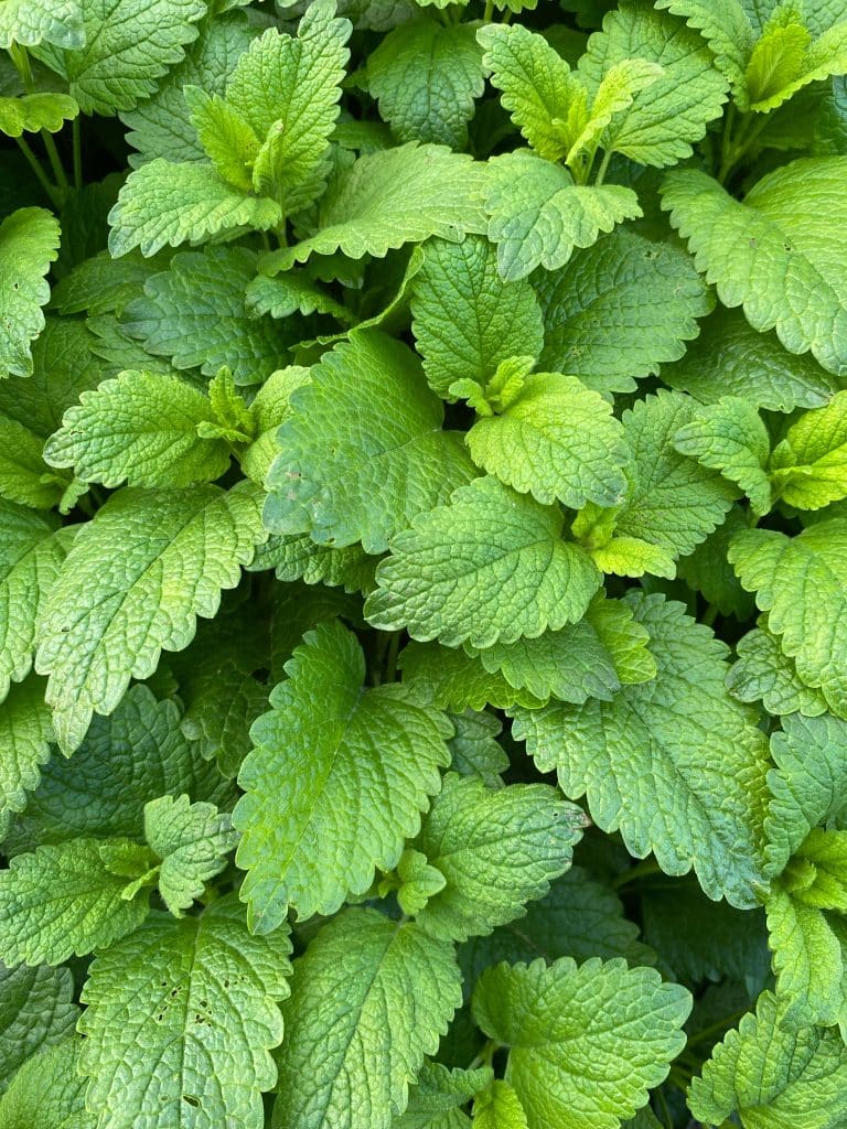 peppermint-extract-substitute