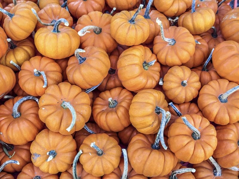  How Long Do Pumpkins Last?