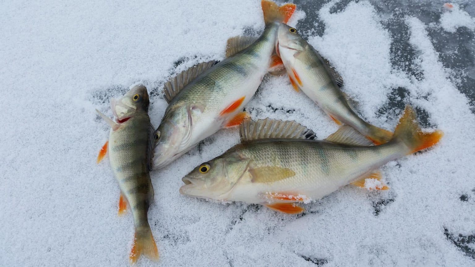 Can You Refreeze Fish?