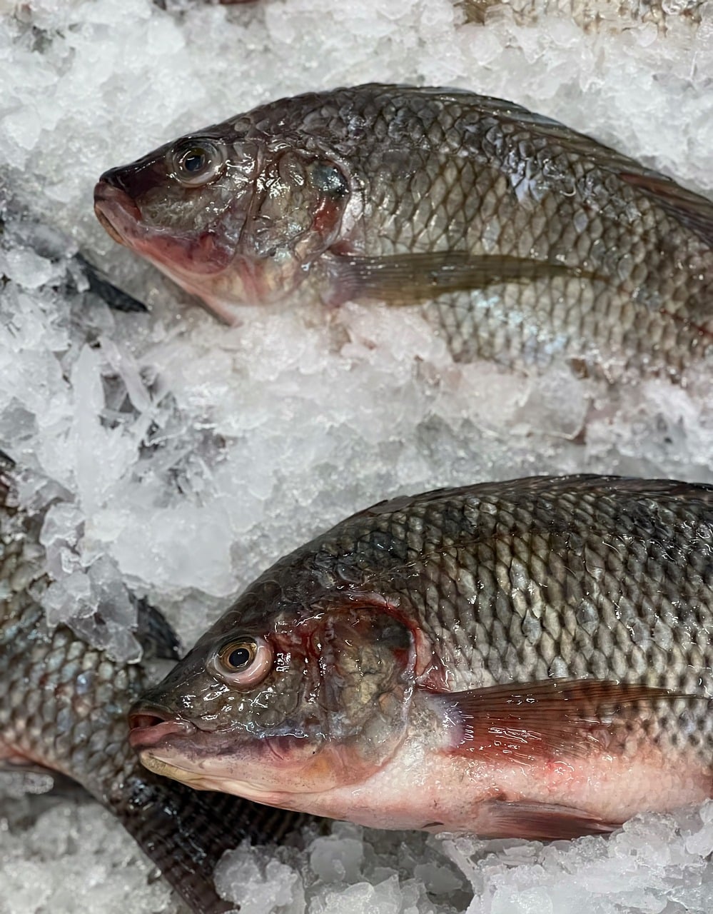 How To Cook Frozen Tilapia?