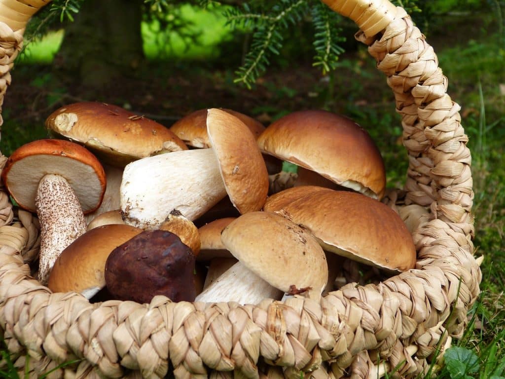 Portobello Mushrooms in Air Fryer 2