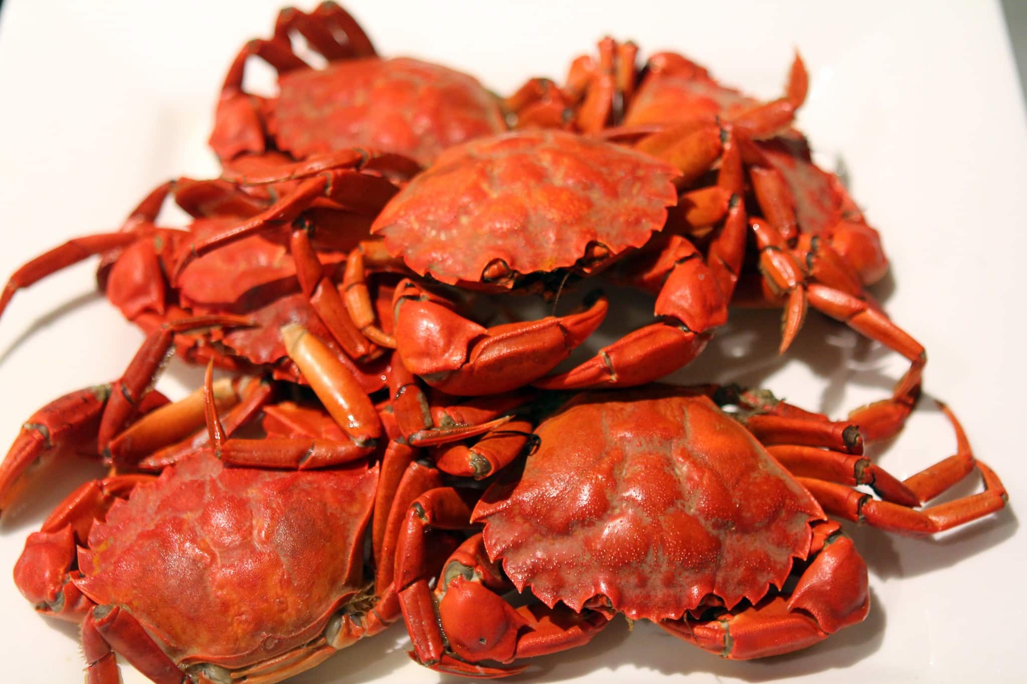 Best Healthy Can Crab Meat Recipes You’ll Love