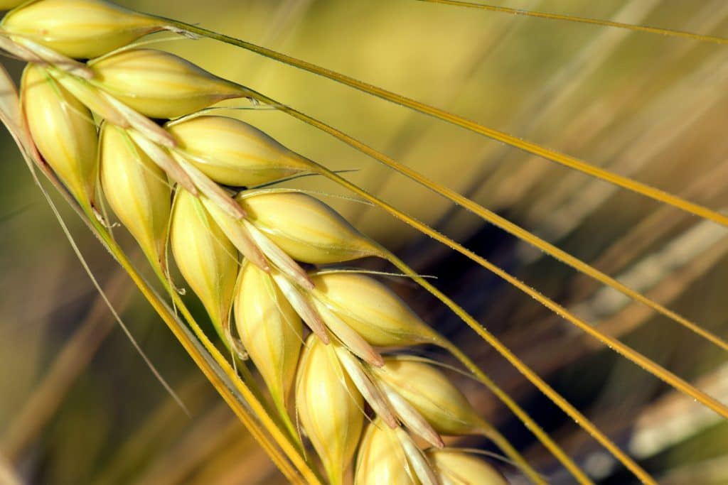 Is Barley Gluten-Free?