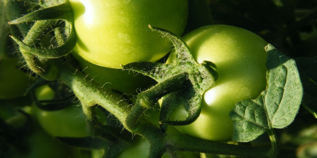Best Green Tomato Recipe